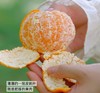 白富美橘柑 浓浓香甜的柑橘香 礼盒装 商品缩略图8