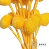 永生花材 | 黄金球黄 商品缩略图4