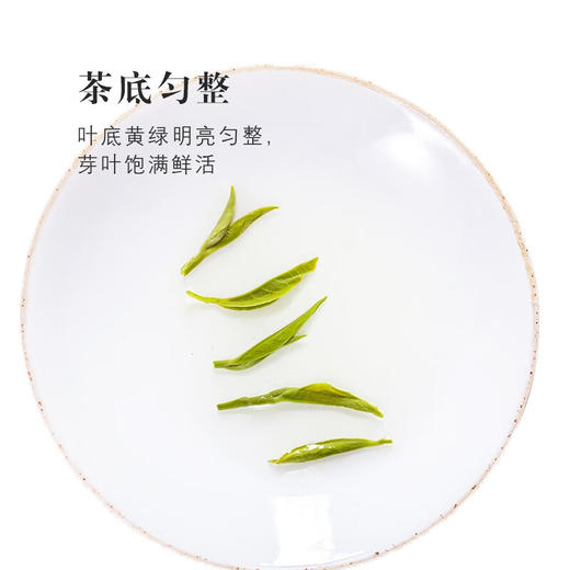 云岭茶业 永川秀芽2024新茶明前绿茶 重庆(特川)茶叶礼盒装方型送人送礼 120g 商品图5