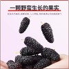 鲜山叔野桑葚干100g/1罐 商品缩略图2