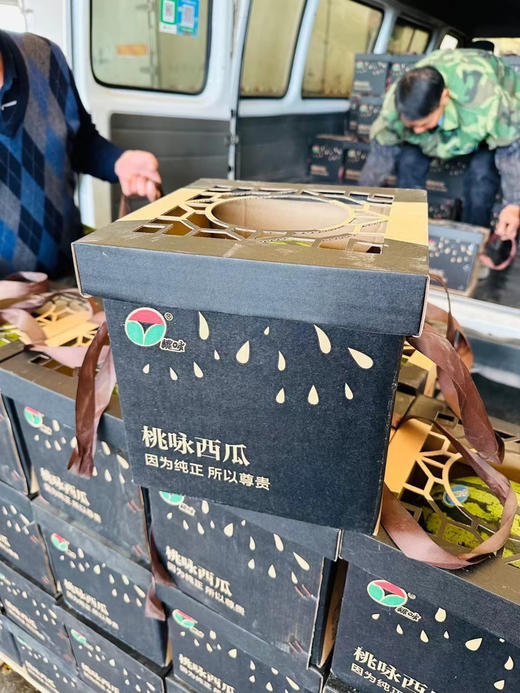 上海南汇8424西瓜金奖桃咏 商品图8