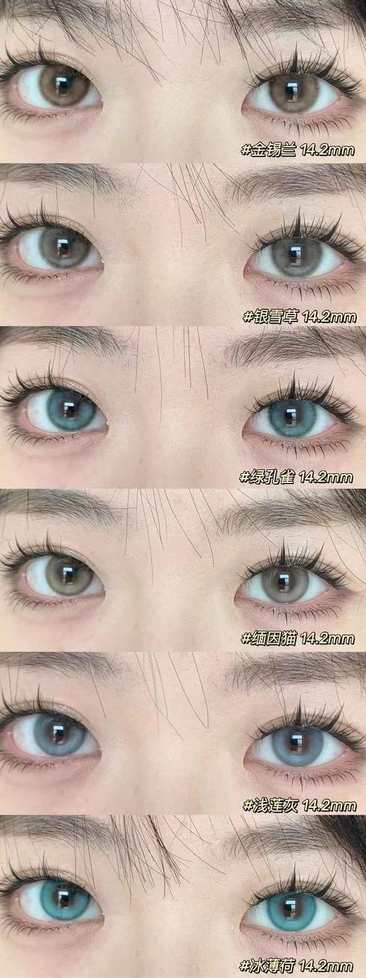 Begel Pig 半年抛 商品图1