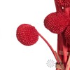 永生花材 | 黄金球红色 商品缩略图1