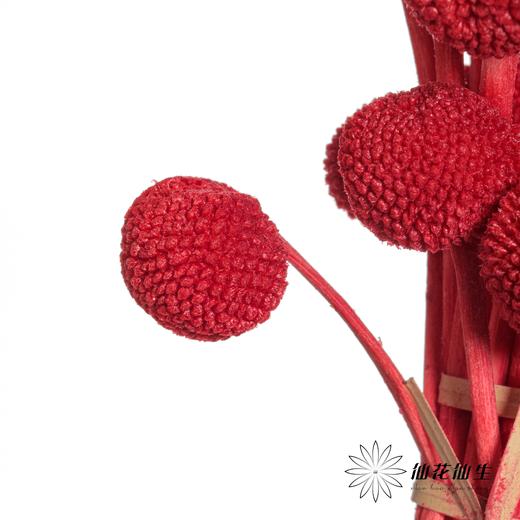 永生花材 | 黄金球红色 商品图1