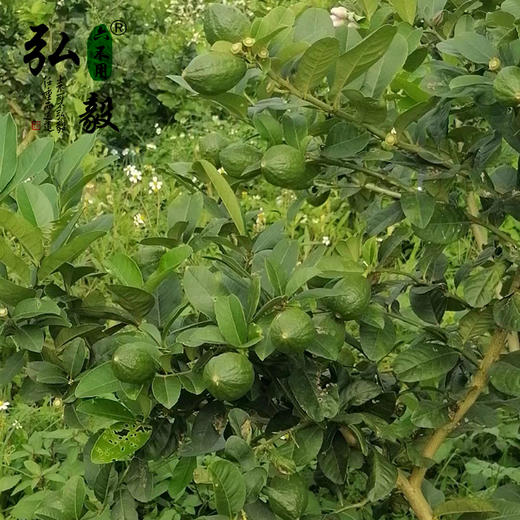 【弘毅六不用生态农场】六不用柠檬 青柠檬 不套袋 无农残 商品图3