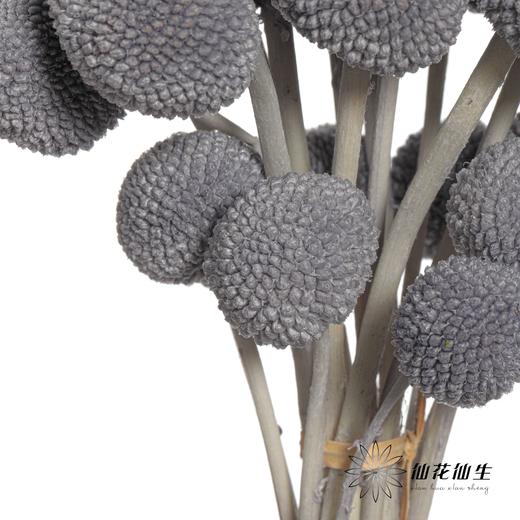 永生花材 | 黄金球灰色 商品图3