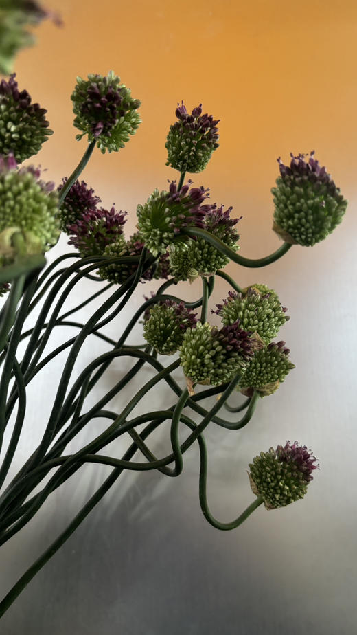 【肆意生长】弯葱  5枝/扎 （国产版） 商品图6