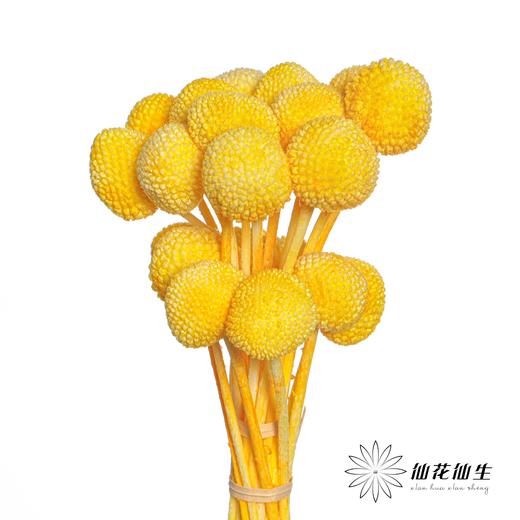 永生花材 | 黄金球黄 商品图3
