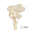 永生花材 | 黄金球白色 商品缩略图0