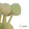 永生花材 | 黄金球绿色 商品缩略图1
