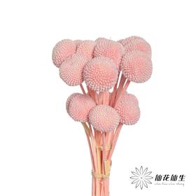 永生花材 | 黄金球粉紫