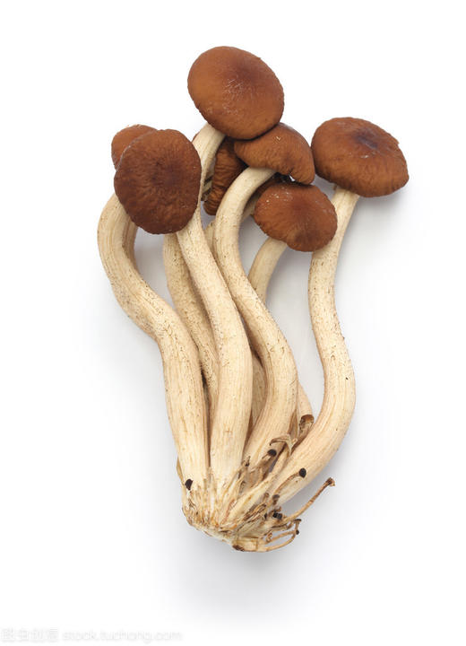 茶树菇  1000g（今日预定，明日送达，预定商品无品质问题，不退货不换货不退款） 商品图0