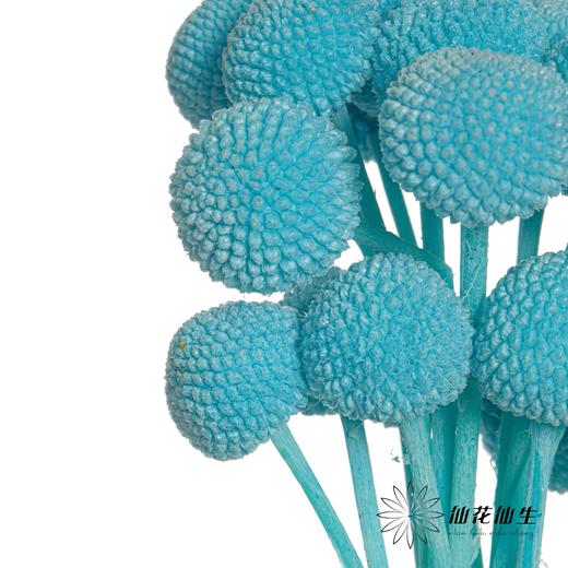 永生花材 | 黄金球蒂芙尼蓝 商品图1