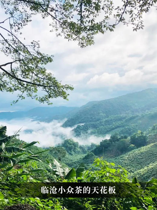 【绿水塘】2024年头春头采普洱茶生茶 小众茶里面的天花板 357克/饼 拍5发6 商品图1