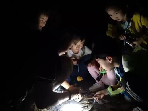 半日营【自然夜观亲子营】走进火炉山森林公园，探索昆虫和动物的小世界 商品图2