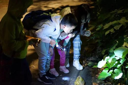 半日营【自然夜观亲子营】走进火炉山森林公园，探索昆虫和动物的小世界 商品图1