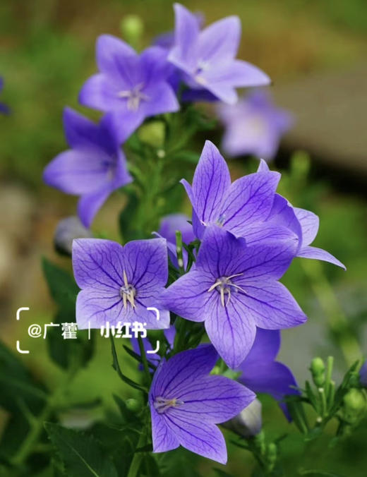 【绿植现货】中华桔梗20（开花机器 新疆可过冬 现货，下单即可到货自提） 商品图10