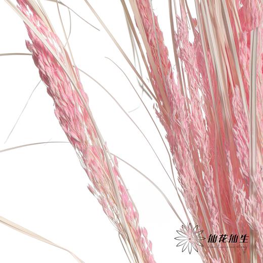 永生花材 | 山茅草深粉 商品图3