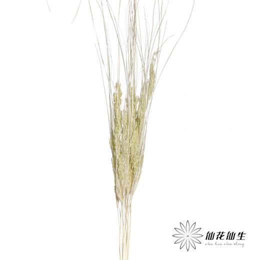 永生花材 | 山茅草绿色 商品图1