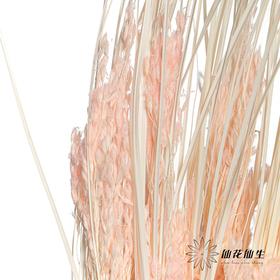 永生花材 | 山茅草浅粉