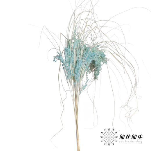 永生花材 | 山茅草天蓝 商品图1