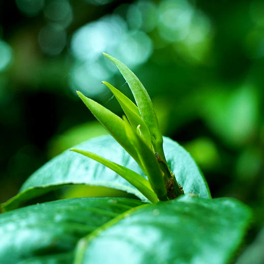 【绿票】联合葫芦谷茶农:李明 共同出品；甘甜如橄榄汁 暗含竹叶清稥 357克/饼 拍5发6拍20发25 商品图2