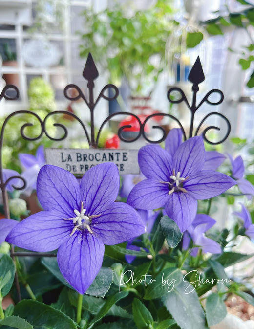 【绿植现货】中华桔梗20（开花机器 新疆可过冬 现货，下单即可到货自提） 商品图3