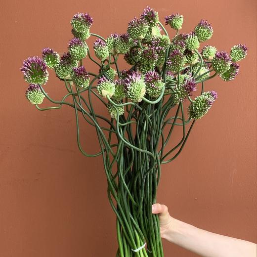 同城甄选国产弯葱花10支 商品图2