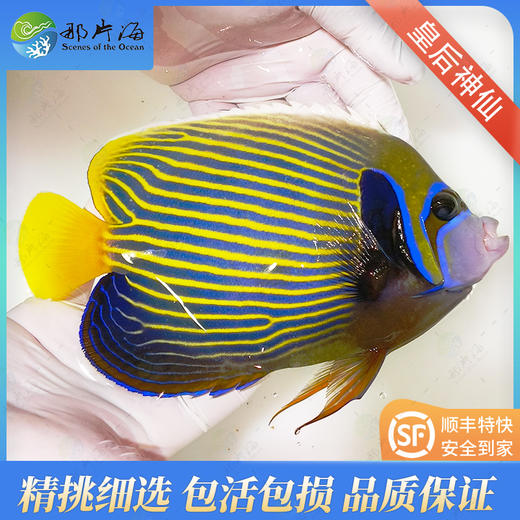 皇后Pomacanthus imperator 商品图0