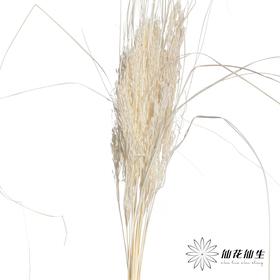 永生花材 | 山茅草白色