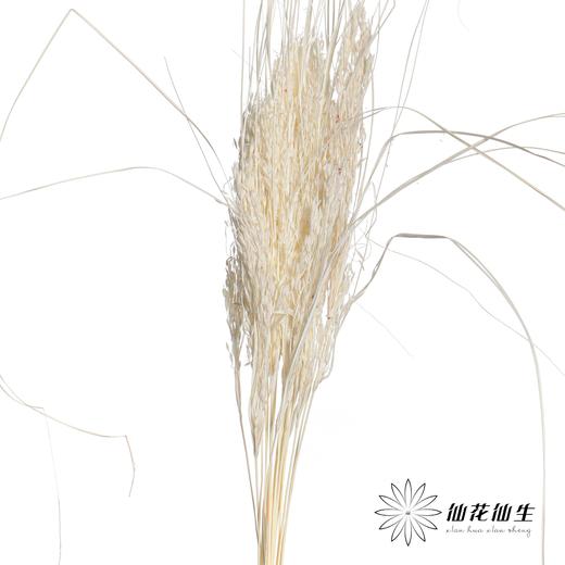 永生花材 | 山茅草白色 商品图0