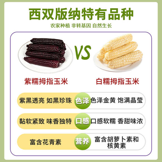 在菌屋 云南西双版纳白糯拇指玉米&紫糯拇指玉米500g/袋 3分甜 7分糯 非转基因老品种 商品图6