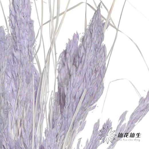 永生花材 | 山茅草浅紫 商品图3