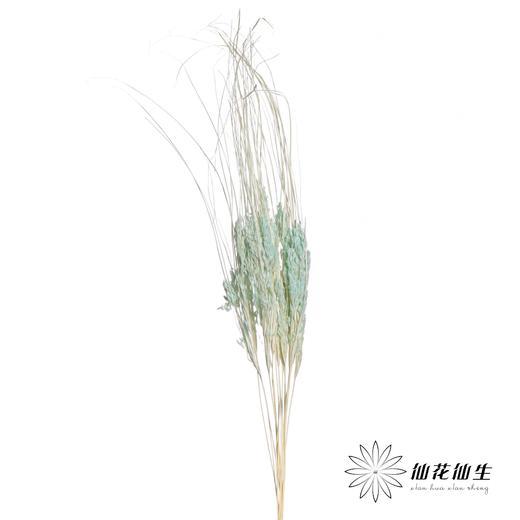 永生花材 | 山茅草蒂芙尼蓝 商品图1