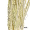 永生花材 | 山茅草绿色 商品缩略图3