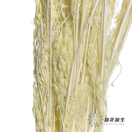 永生花材 | 山茅草绿色 商品图3