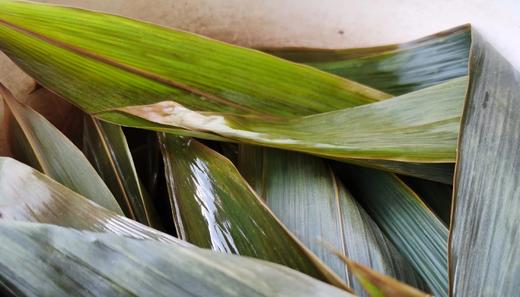 野生粽叶(箬竹叶)·返乡青年郭玉飞 商品图0