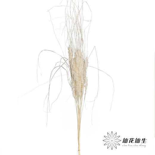 永生花材 | 山茅草白色 商品图2