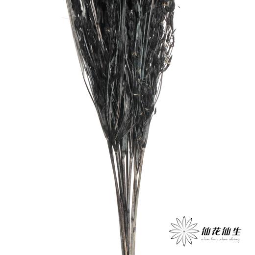 永生花材 | 山茅草黑色 商品图1