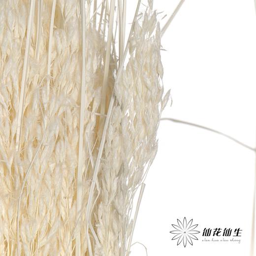 永生花材 | 山茅草白色 商品图3