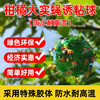 诱蝇球诱粘球大实蝇诱捕球瓜类柑橘果树针蜂实蝇诱虫球诱果实蝇球 商品缩略图0