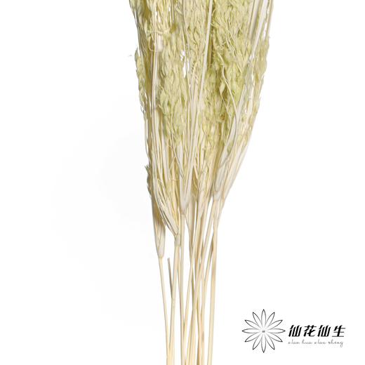 永生花材 | 山茅草绿色 商品图2