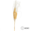 永生花材 | 山茅草香槟 商品缩略图2