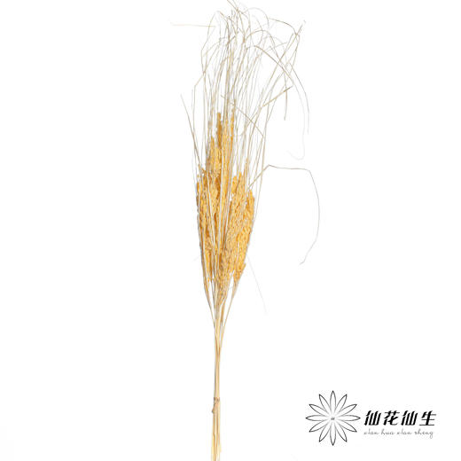 永生花材 | 山茅草香槟 商品图2