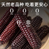 在菌屋 云南西双版纳白糯拇指玉米&紫糯拇指玉米500g/袋 3分甜 7分糯 非转基因老品种 商品缩略图5