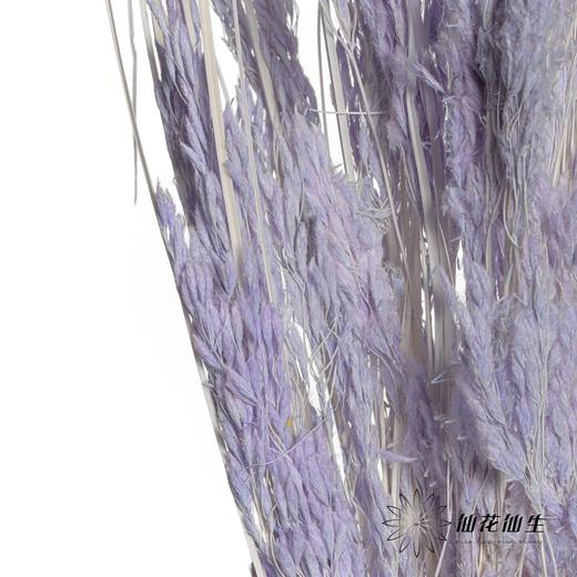 永生花材 | 山茅草浅紫 商品图2