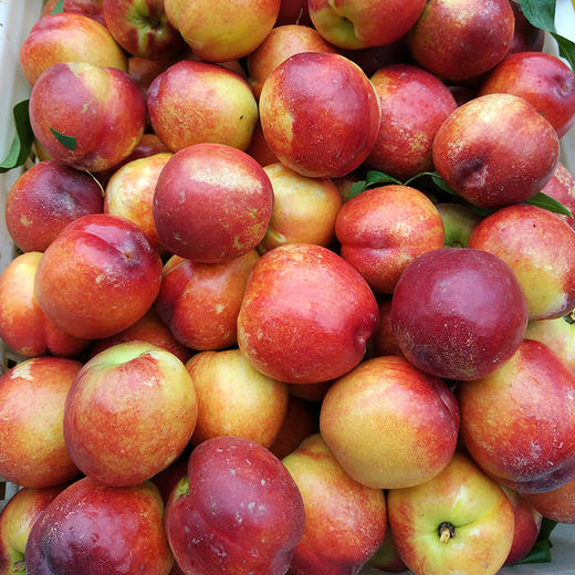 【山东·沂蒙】红皮黄肉油桃新鲜当季现摘水果 商品图0