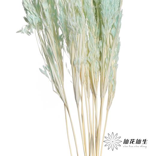永生花材 | 山茅草蒂芙尼蓝 商品图2
