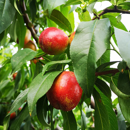 【山东·沂蒙】红皮黄肉油桃新鲜当季现摘水果 商品图2