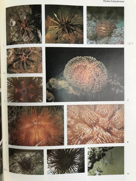 海洋无脊椎动物图解百科全书 约千幅插图 精装大16开 商品图8